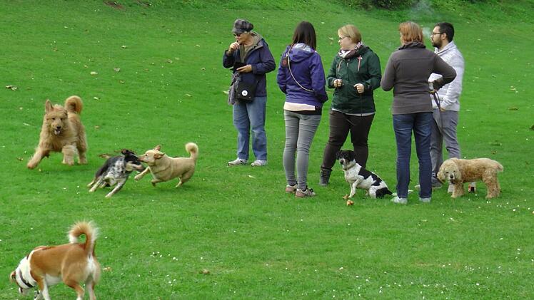 Event f&uuml;r die Hunde? Beim Hundeschwimmen unterhielten sich auch die Hundehalter bestens.