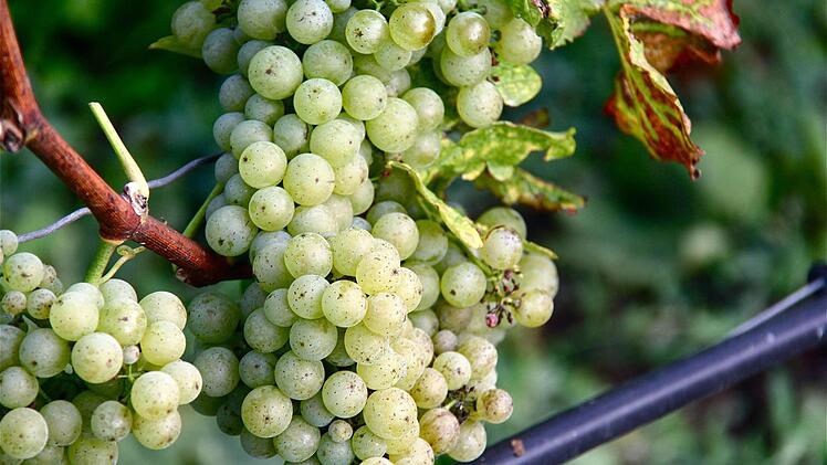 Der Wein spielt in der Hammelburger Marktbeschreibung vor über 1230 Jahren eine untergeordnete Rolle.
