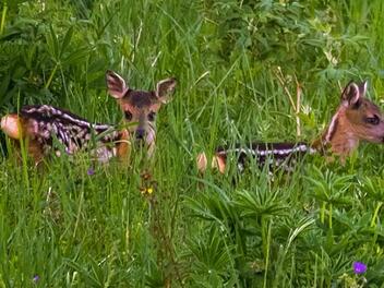 Die  Rehkitze verschwinden f&ouml;rmlich in den Wiesen. Kilian S&ouml;der