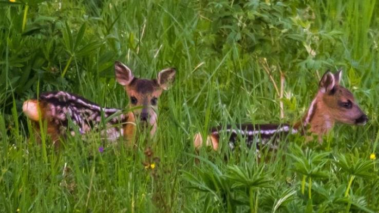Die  Rehkitze verschwinden f&ouml;rmlich in den Wiesen. Kilian S&ouml;der