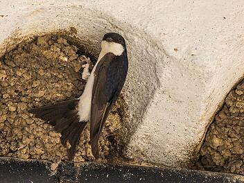 Landkreis Coburg: Mehr als 1.000 Meldungen &uuml;ber seltene Vogelarten - Meldeaufruf des LBV zeigt Wirkung