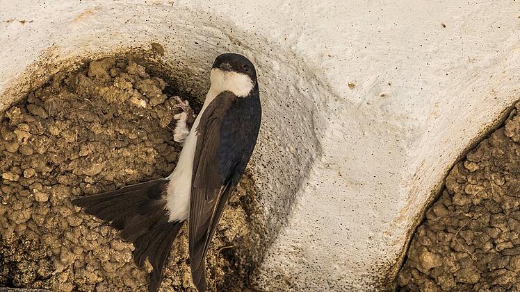 Landkreis Coburg: Mehr als 1.000 Meldungen &uuml;ber seltene Vogelarten - Meldeaufruf des LBV zeigt Wirkung