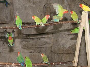 Farbenfrohes Spektakel im Felsenkeller unter der Stadtmauer: die Papageienzucht von Michael Kraus. Fotos: Sonja Adam