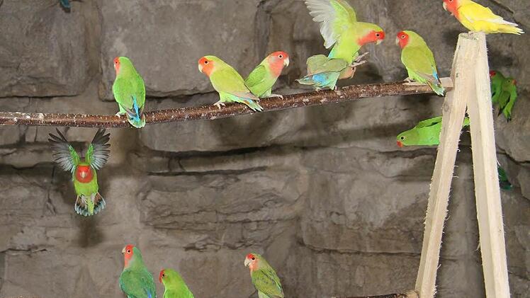Farbenfrohes Spektakel im Felsenkeller unter der Stadtmauer: die Papageienzucht von Michael Kraus. Fotos: Sonja Adam