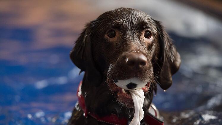 In Nordrhein-Westfalen (NRW) wurde an Ostern ein toter Hund gefunden. Das Tier lag in einem Teich. Symbolbild: Daniel Peter/dpa