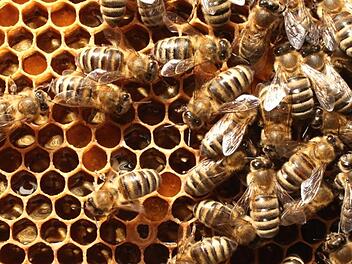 Die Imkerei gerade in Städten nimmt derzeit zu.  Fotos: Richard Sänger/privat