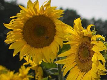 Foto: Symbolbild dpa