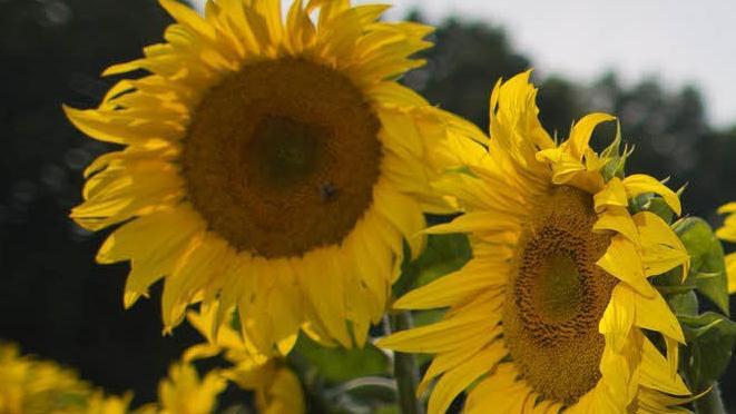 Foto: Symbolbild dpa