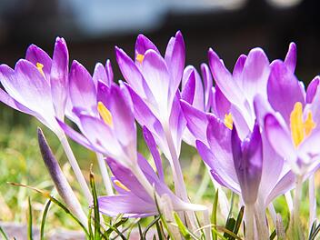 Bis zu 15 Grad am Sonntag: Das Wetter in Franken wird frühlingshaft. Foto: Robert Michael/dpa