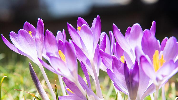 Bis zu 15 Grad am Sonntag: Das Wetter in Franken wird frühlingshaft. Foto: Robert Michael/dpa