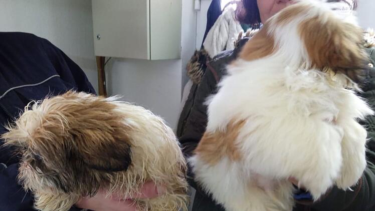 "Völlig verdreckt und verklebt": Tierheim Pfaffengrün nimmt Hundewelpen nach schrecklichem Fund auf
