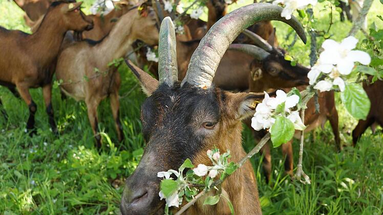 Ziegen als Landschaftspfleger