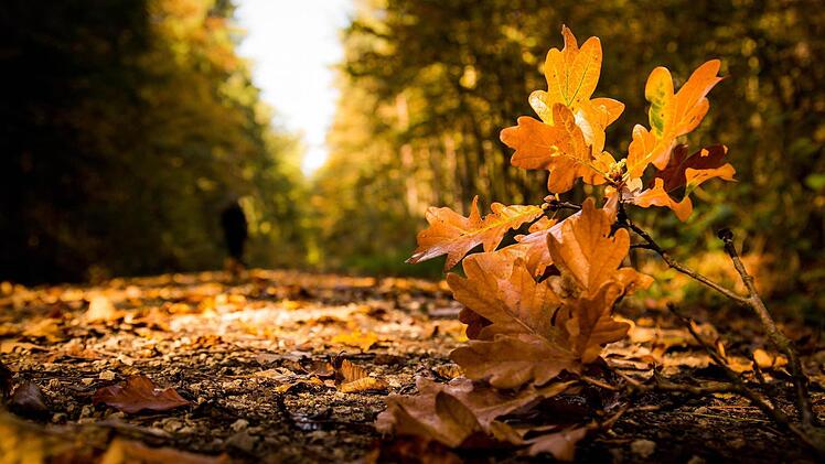 Foto: Roland Oberreuter, Ort: Wald bei Gundeslheim