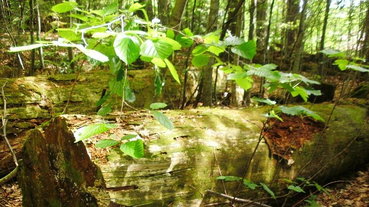 Eindrücke von der Informationsfahrt in den Bayerischen Wald. Foto: Friedwald Schedel