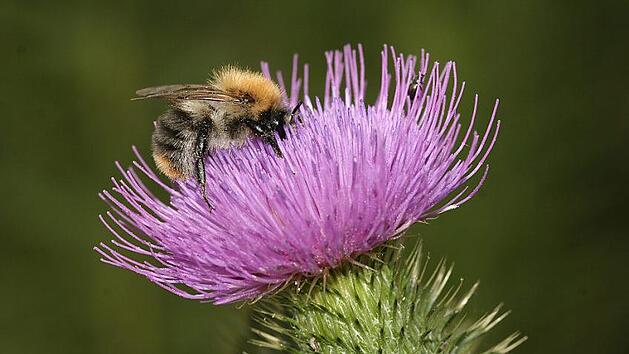 Eine Hummel auf einer Kratzdistel. Für das Natura-2000-Gebiet zwischen Kauerndorf und Trebgast soll jetzt ein Managementplan ausgearbeitet werden. Bereiche, in denen sich außergewöhnlich schützenswerte Tiere und Pflanzenarten befinden, sollen geschützt werden.  Foto: NABU/Helga May