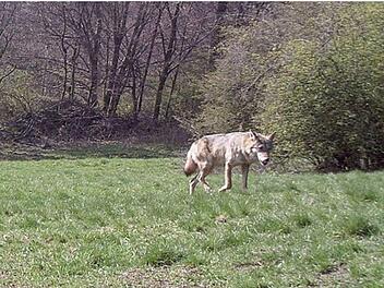 Dieser Wolf tappte am 15. April im Landkreis Bad Kissingen in eine Fotofalle. Foto: privat/ Quelle: Landesamt für Umwelt