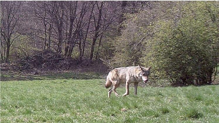 Dieser Wolf tappte am 15. April im Landkreis Bad Kissingen in eine Fotofalle. Foto: privat/ Quelle: Landesamt für Umwelt