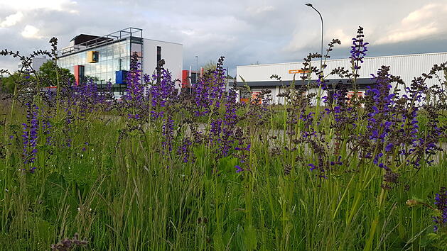 Bamberg: "Blühpakt Bayern" - Freiflächen von Firmen können aufblühen