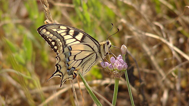 Bamberg: Schmetterlinge suchen und Biodiversit&auml;t  kennenlernen - Exkursion im Hain l&auml;dt ein