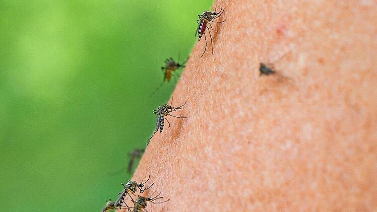 Das Foto zeigt mehrere Mücken der Art Aedes vexans (auch „Rheinschnake“ genannt, eine heimische Überschwemmungsmücke) auf dem Arm einer Frau.