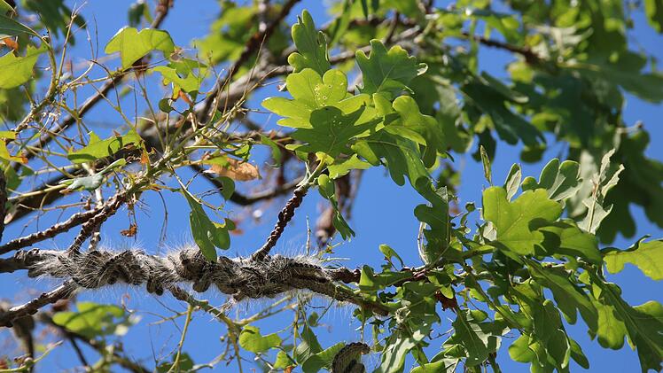 Die Raupen des Eichenprozessionsspinners hängen an den Ästen der Eichen des Staffelsteiner Frankenrings.Matthias Einwag
