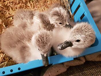 Flauschig sind die bei Tierarzt Lessing geschlüpften Schwäne. Foto: Desombre
