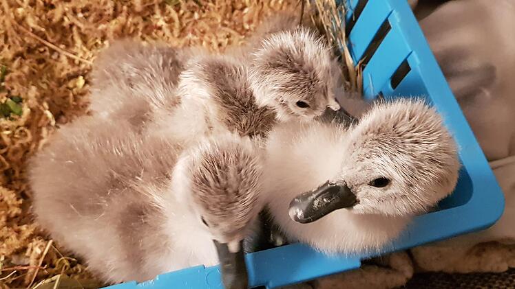 Flauschig sind die bei Tierarzt Lessing geschlüpften Schwäne. Foto: Desombre