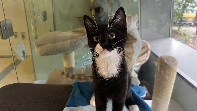 Tierheim N&uuml;rnberg: Katze ist Corona-positiv - Aufruf