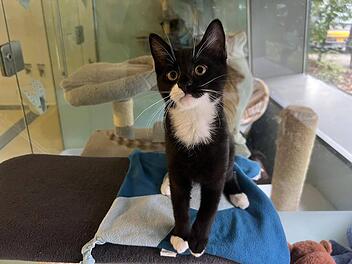 Tierheim Nürnberg: Katze ist Corona-positiv - Aufruf