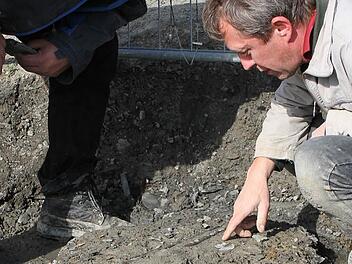 An den Kieferknochen des versteinerten  Fischsaueriers kann Präparator Stefan Eggmaier (rechts) erkennen, dass das Tier auf dem Rücken liegt. Zusammen mit Joachim Rabold, dem Leiter des Urwelt-Museums in Bayreuth, bespricht er die nicht ganz einfache Bergung des Fossils aus der Tongrube in Mistelgau.