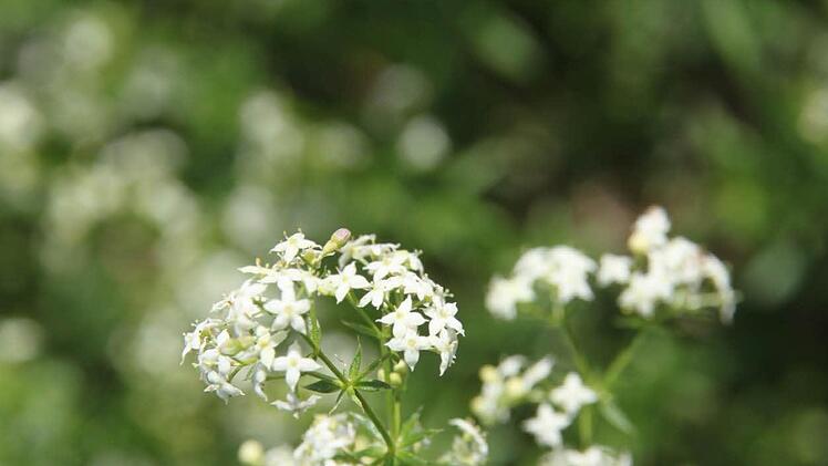 Wiesenlabkraut: Wird heute zu Kräuterlimo verarbeitet, die jungen Triebe kommen in Salat. Der oft typische Duft von gemähten Wiesen stammt von dem Wiesenlabkraut.