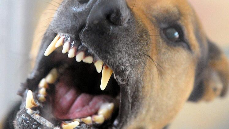 Im unterfr&auml;nkischen Gem&uuml;nden am Main hat ein ausgeb&uuml;xter Hund eine Frau und deren Hund attackiert und verletzt. Symbolfoto: Soeren Stache/dpa
