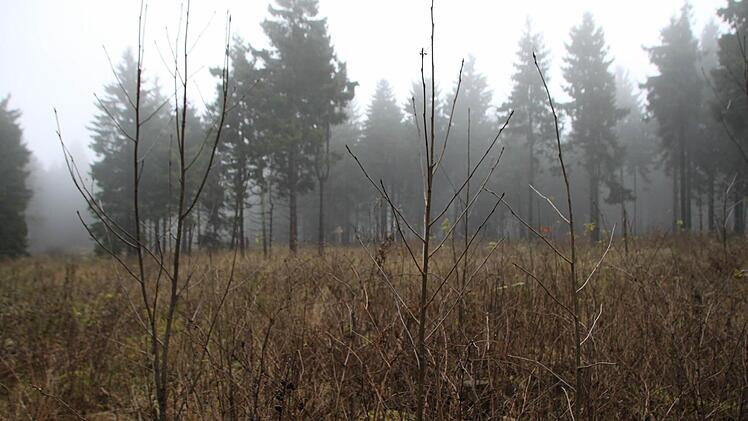 Auf dem Totnansberg wachsen vor allem Fichten. Das ist ein Problem, weil sie anfällig für Stürme sind. Dann gibt es mitten im Wald Freiflächen wie diese.