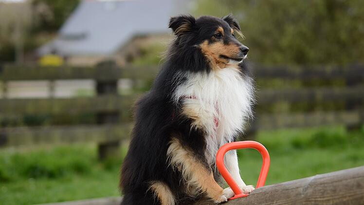 Der Shetland Sheepdog ist eine Kreuzung aus Border Collie und Grönlandhund.