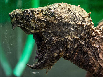 Geierschildkröte in norddeutschem Kanal entdeckt Geierschildkröte in norddeutschem Kanal entdeckt