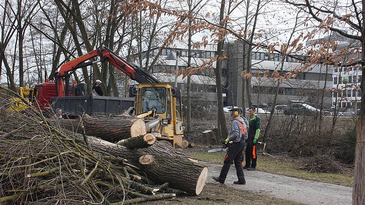 An der Aurach wird in diesen Tagen Kleinholz gemacht.