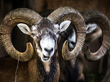 Mufflons besch&auml;digen Autos in der Oberpfalz