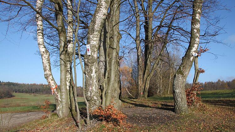 Eine Birke zeigt Überhang. Sie wird ebenfalls gefällt.