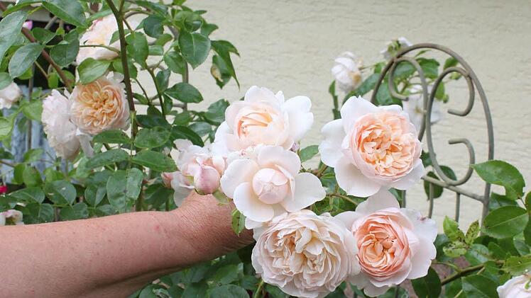 Üppige apricotfarbene Blüten
