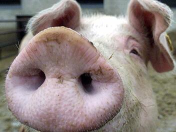 "Schwein" - noch das harmloseste Wort, das Kinder in einem gewissen Alter auf Lager haben. Foto: Roland Weihrauch dpa.