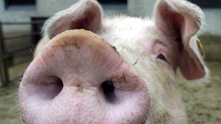"Schwein" - noch das harmloseste Wort, das Kinder in einem gewissen Alter auf Lager haben. Foto: Roland Weihrauch dpa.