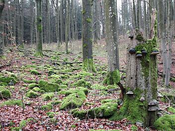 Kernzonen - wie hier auf dem Farnsberg in der Nähe des Würzburger Hauses - sind besonders schützenswert. Fotos: Ulrike Müller
