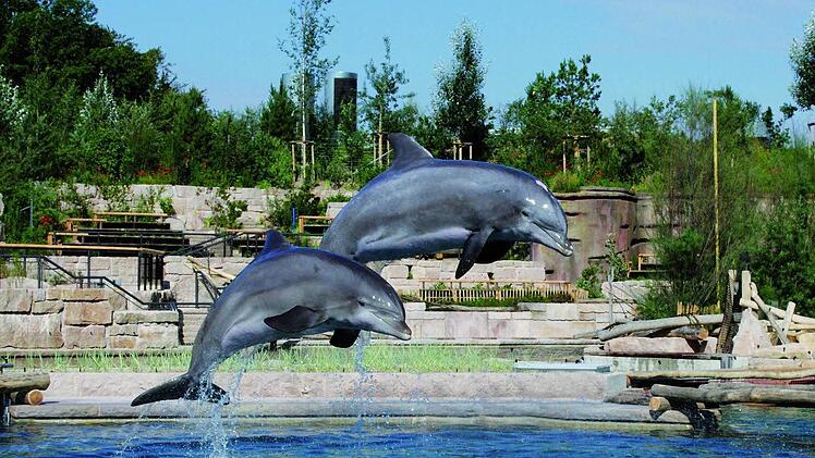 Delfine im Tiergarten Nürnberg Foto: Tiergarten Nürnberg