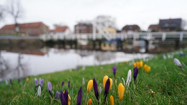 Krokusse im historischen Hafen