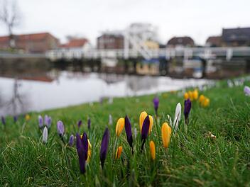 Krokusse im historischen Hafen