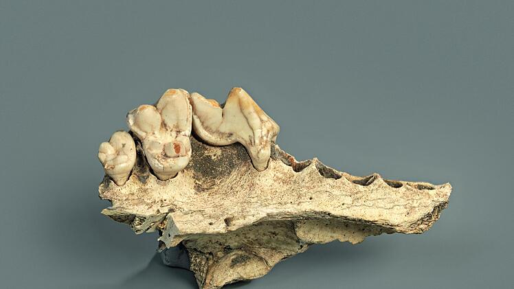 Hunde begleiten Europ&auml;er schon seit mehr als 15.000 Jahren