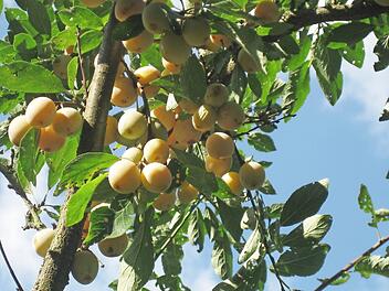 Viele Früchte trug der Mirabellenbaum im Novizengarten. Dann waren sie alle verschwunden.  Foto: Sabine Scheuble
