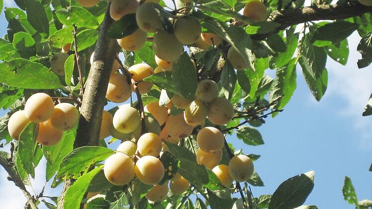Viele Früchte trug der Mirabellenbaum im Novizengarten. Dann waren sie alle verschwunden.  Foto: Sabine Scheuble
