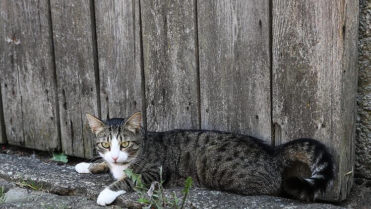 Kater Charly gehört zum Hof der Familie Krauß.Foto: Barbara Herbst