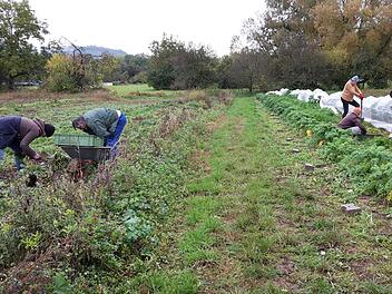 Die gemeinsame Arbeit auf dem Acker verbindet die Solawi-Mitglieder.t